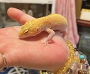占います 自信もって皆様が幸せになりますように イメージ7