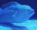 魚の同定、承ります この魚の種類は？毒は無いの？食べられるの？等々知りたい方へ！ イメージ4