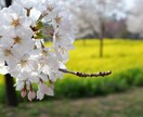 桜の写真提供します 趣味のカメラで撮った桜の写真を売ります イメージ1