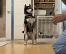 ペットのショート動画を編集します 犬や猫の動画をかわいく見やすく編集します イメージ4