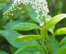 山野草の寄せ植え　コーディネートします ガーデニングで日本の植物の生態を楽しく学びましょう！ イメージ3