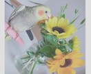おもしろ可愛い瞬間の写真、提供いたします クオリティを下げずに撮影した写真を使ってみませんか？ イメージ4