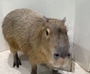 様々なお悩みお聞きします 心、恋愛、愚痴等なんでもお話しください。 イメージ1