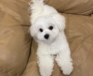 愛玩動物飼養管理士資格保持者が相談乗ります 飼いたいけど飼い方がわからないなどの相談に乗ります イメージ1