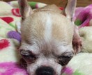 日頃のお悩み相談をお聴きします あなたの心を少しでも軽く、そして健やかに イメージ1