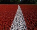 跳躍力アドバイスします 陸上競技の走高跳をメインに跳躍力や競技力アップ致します。 イメージ3