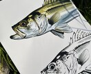 お魚のイラスト描きます 釣り好きの私が描きます！マニアックな種類も対応可能！ イメージ3