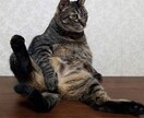 猫ちゃんのお悩みをお聞きします 保護猫と楽しく暮らすヒントをお教えします イメージ3