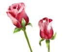 大好きなお花をデジタル水彩画で描きます 季節に合わせたお花を絵葉書にしてみませんか イメージ9