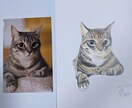 猫の似顔絵描きます 色鉛筆画で写真そっくりに描きます。 イメージ4