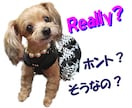 動画や静止画の編集をします 必要な所を繋ぎ合わせたり、音響や文字など入れられます。 イメージ10