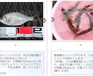東京湾、横浜、護岸、海釣り公園　秘密釣り方教えます なんでこんなに釣れるの？GOGOフッシング イメージ10
