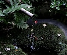 京都切リ撮リ宅配便！ご希望の写真を撮ります 京都の思い出の場所・人・物・事 の写真を撮ってきます イメージ9