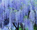 GW企画！神様の安らぎをあなたに届けます 疲れたあなたに神様からの癒やしのメッセージを〜守護神鑑定付〜 イメージ1