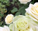 辛口注意　おふたりの未来正直に占います 結婚できるのか？不倫の恋の行方は？復縁できるのか？などOK イメージ1