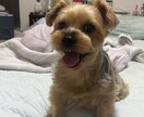 愛玩動物のタトゥーテクスチャとイラストを制作します vrc向けタトゥーテクスチャショップ イメージ1