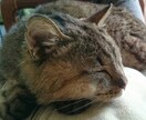 誰にも言えない◆でも誰かに話したいことを聞きます 5分だけでも誰かと喋りたい…そんな方に。 イメージ1