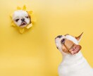 沖縄でわんちゃんのスタジオ写真撮影を行います 大切な“今”を、落ち着いたスタジオで丁寧に撮影 イメージ1