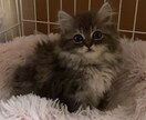 本気で人生を変えたい方♡ 寄り添ってお聞きします ♡そのモヤモヤをぜ〜んぶ吐き出して　スッキリしてください♡ イメージ7