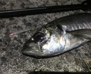 アジングのコツ、必釣★アドバイス〜お伝え致します 釣り業界で20年以上勤務。数釣りから尺狙いまで攻略法伝授！ イメージ1