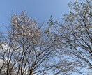 誰かと話したい…。あなたの気持ち、全部受け止めます 愚痴、雑談、相談、話し相手…。何でも話して楽になってね★ イメージ1