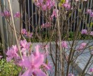 食いしん坊の菜摘が献立アイデアを提供します 「ああ今晩何作ろう〜」とか悩んだらちょっと話しましょ! イメージ9