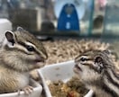 小動物飼育についてアドバイスします 元ペットショップ店員が相談サポート！ イメージ3