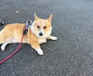 オンラインで犬のトレーニングを行います しつけ・トレーニングのアドバイス可能！　30分3000円 イメージ4