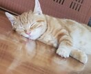 ペットのお悩み解決策お伝えします 猫や犬が飼いたい！また飼っている方のお悩み イメージ7