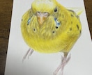 オーダーメイド色鉛筆画　世界に一つの原画になります 愛鳥や野鳥を色鉛筆でひと塗りひと塗りリアルに仕上げます。原画 イメージ5