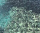 沖縄の写真撮ります 沖縄に行きたいけど行けないあなたに❗️ イメージ5