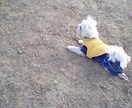 動物さんの声を聞きます ＊アニマルコミュニケーション＊ イメージ2
