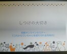 家庭犬専門トレーナーがしつけ方の基本をお伝えします 飼い方、しつけ方、その他日々のお困り事何でもご相談にのります イメージ5