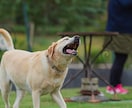 わんにゃんのオフ会、譲渡会の撮影いたします わんにゃんのオフ会、譲渡会撮影承ります！ イメージ5