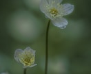 夢診断×霊視透視❀夢のメッセージを深く紐解きます あなたの夢に隠されたメッセージを魂のレベルから読み解きます イメージ6