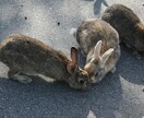 大久野島の写真提供します 可愛らしいうさぎがたくさんいる大久野島の写真の撮影をします イメージ2