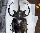 昆虫標本作成、修理します 自宅で死んだ昆虫などの標本を作成します イメージ2