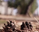 季節にあった写真 撮っていきます 100分の1しか撮れない写真を撮る イメージ3