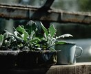 植物の話、します 植物好きな方、お話ししましょ！ イメージ2