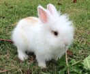 1名様限定☆1ヶ月ハッピーに生きるヒント届けます はじめましての方へ透聴・霊視透視✨【無料特典付】鑑定・占い イメージ1