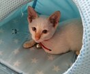 捨て猫さんの育て方お伝えできます 捨て猫さん3匹目です。現在2匹います。 イメージ1
