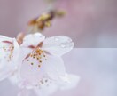 Lightroomプリセット販売いたします 春を感じるような柔らかい雰囲気の写真に一瞬で変わります！ イメージ2