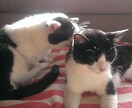 カレンダーやパンフレットに使います 可愛い兄弟猫ちゃん達。仲良し兄弟！ イメージ8