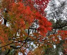 旅行先で撮影した画像を提供します 思い出の写真を集めてみました！ イメージ4