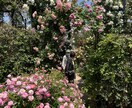 あなたの才能を開花させるヒーリングをお届けします 強みや好きなことを活かして自分らしい人生をクリエイト イメージ2