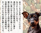 なかなか結果が出ない初心者を救うAI副業教えます ChatGPTを活用し時間が無くでもサクッとできるスキマ副業 イメージ10