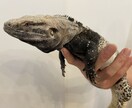 動物関連のことならなんでもお受けします 動物病院で出来る事、飼育されてるペット様に関する質問何でも イメージ3