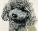 動物ぽんぽん作製します あなたの大切な家族であるペットの動物ぽんぽん☆ イメージ4