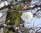 アラフォー主婦ねもちーがお話し聞きます ～あなたの一番のお気楽話し相手に～ イメージ4