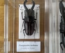 その夏の感動を、標本という宝物にします その昆虫には、物語がある。。。 イメージ6